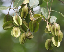 Arjuna Fruit